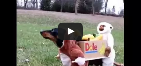 Two Monkeys Carrying a Box of Bananas Dog Costume