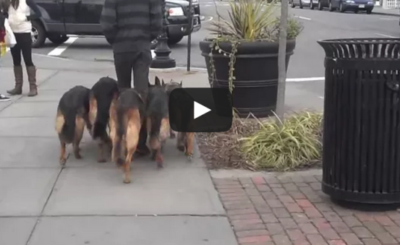 Walking my pack in public - 5 German Shepherds