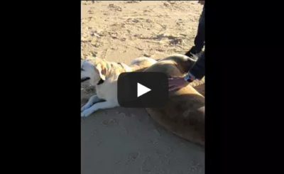 Seal hugs dog