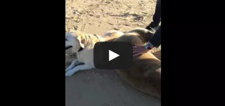 A Seal hugs a dog on the beach