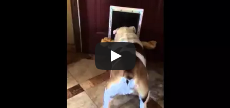 Bulldog can't fit bone through door