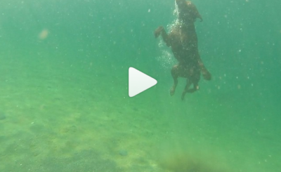 Chocolate Lab Dives 12 Feet Deep Under Water