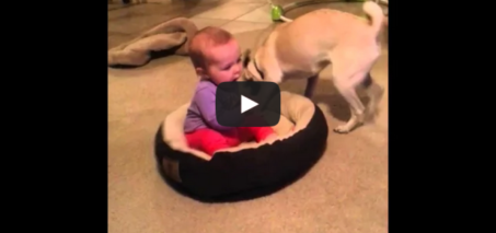 Dog Doesn't Want The Baby In His Bed!