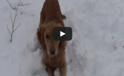 Dog confused by squeaky toy