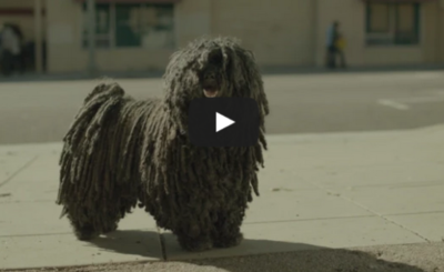 Dr Pepper – Mop Dog (2015)