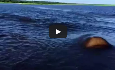 Hippo charge on Chobe River