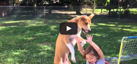Jack Smash - Slow Motion video of dog hitting little girl