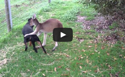 Kangaroo and Dog