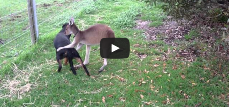 Kangaroo and Dog showing their love for each other