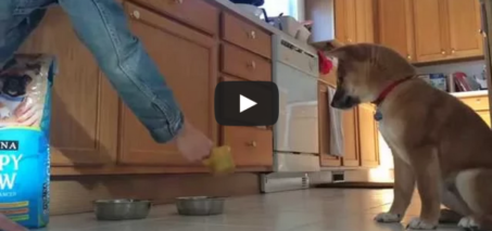 Kibo can't even - Shiba Inu freaks out when he gets fed