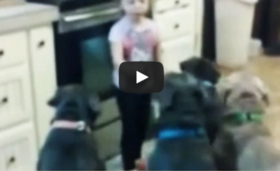 Little Girl Controls Pit Bull Dogs Future Dog Trainer