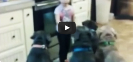Little Girl Controls Pit Bull Dogs | Future Dog Trainer