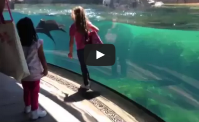 Sea Lion worried about Little Girl