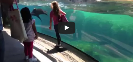 Little Girl and Sea Lion play tag. Sea Lion worried about Little Girl