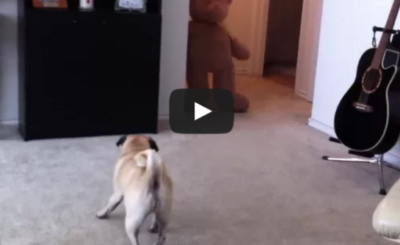 PUG CRAPS from Teddy BEAR SCARE