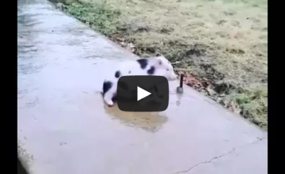 Pig slides on frozen sidewalk