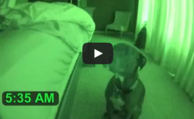 Pitbull Alarm Clock