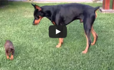 Precious puppy challenges larger Doberman dog