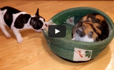 Puppy Tries to Reclaim Bed From Unimpressed Cat