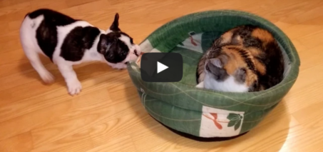 Puppy Tries to Reclaim Bed From Unimpressed Cat