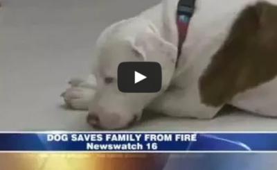 Rescued dog saves family from fire