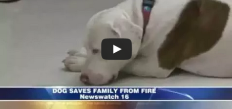 Rescued dog saves family from fire