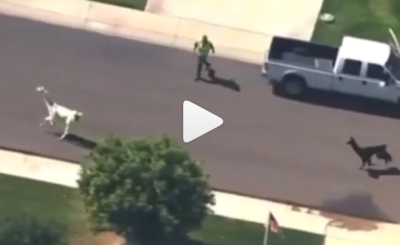 2 Llamas Running from the authorities near Phoenix, Arizona