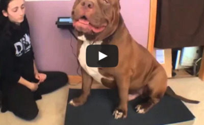 bully pitbull