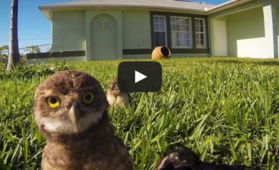 GoPro: Owl Dance-Off