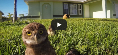 GoPro: Owl Dance-Off