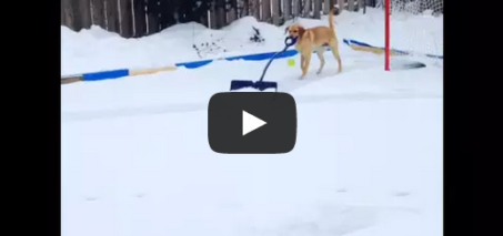 Golden Retriever Elsa shoveling the hockey rink. - Dog Shovels Snow