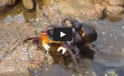 Octopus gets crabby in Yallingup