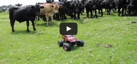 RC Roundup! Rawhide! Herding cows with RC car