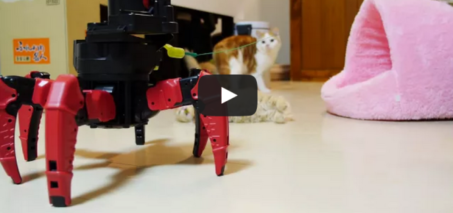 Six-legged walking robot plays with kittens