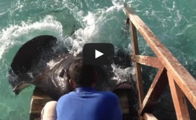 Stingray jumps onto ramp for food