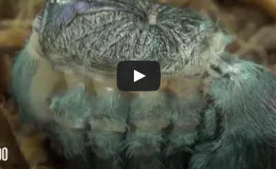 Tarantula molting