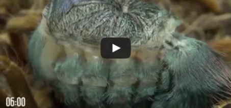 Tarantula molting is like alien from science fiction movie!