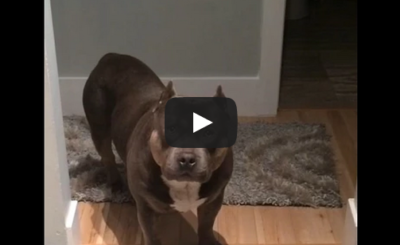 Bully Pit Bull Compilation