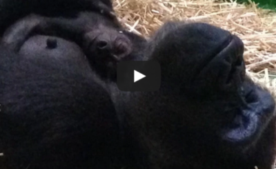 Baby Gorilla born at Melbourne Zoo!