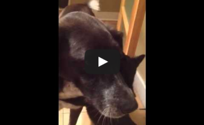 Cat misses dog after being apart for 10 days