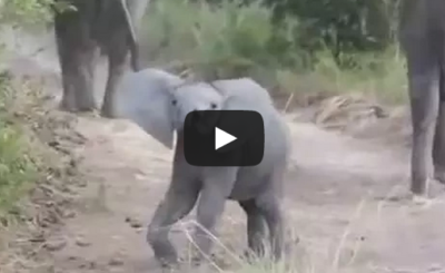 Elephant Calf Charging