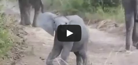 Elephant Calf Charging