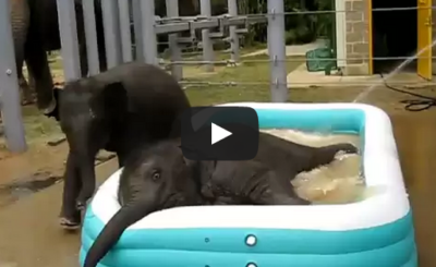 Elephants in the pool