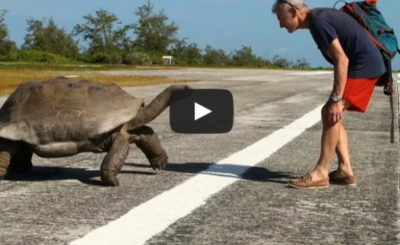 Mating Tortoises