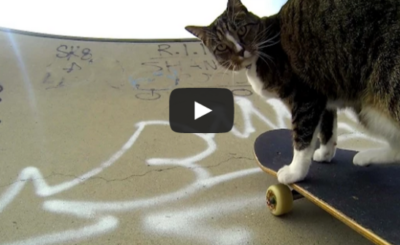 Didga the Skateboarding Cat