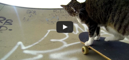 GoPro: Didga the Skateboarding Cat