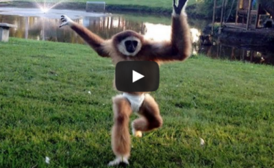 Hat Wearing Primate Bumps Around The House