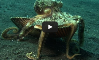 Shell Stealing Veined Octopus