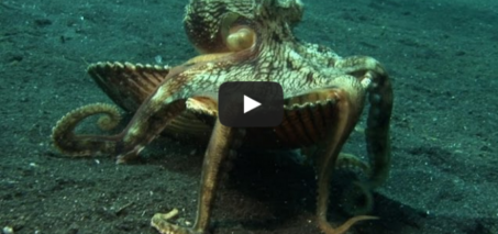 Introducing "Kleptopus", The Shell-Stealing Veined Octopus