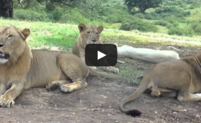 Lion opens car door